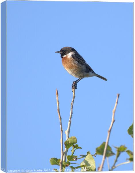 The beautiful Stonechat Canvas Print by Adrian Rowley