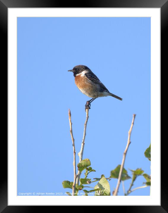 The beautiful Stonechat Framed Mounted Print by Adrian Rowley