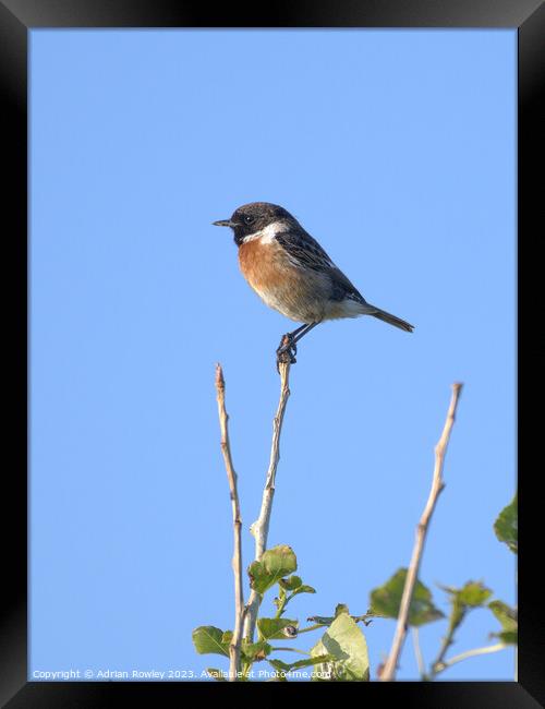 The beautiful Stonechat Framed Print by Adrian Rowley