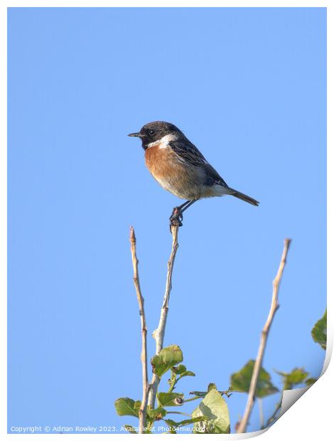The beautiful Stonechat Print by Adrian Rowley