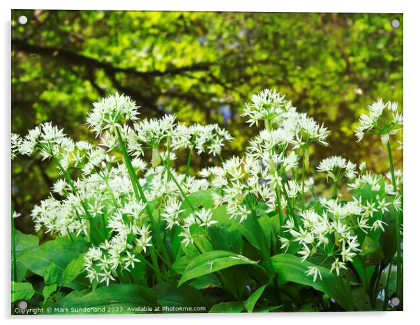 Wild Garlic and Tree Reflections in Skipton Woods Acrylic by Mark Sunderland