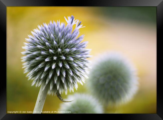 Globe Artichoke Framed Print by Jon Saiss