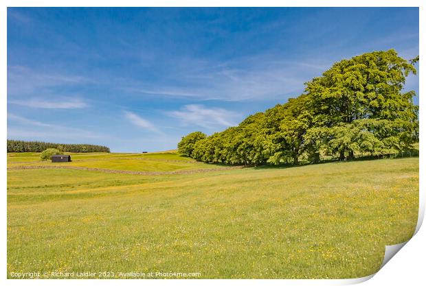 Spring Flower Meadows in Ettersgill, Teesdale Print by Richard Laidler