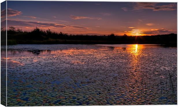 Sunrise over lily pond Canvas Print by Orange FrameStudio