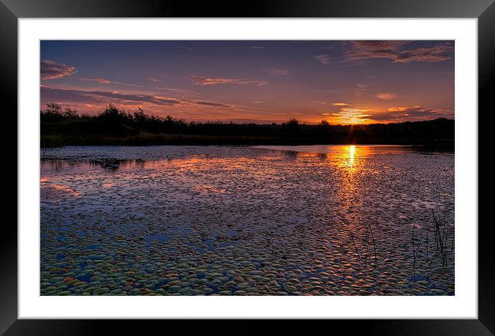 Sunrise over lily pond Framed Mounted Print by Orange FrameStudio