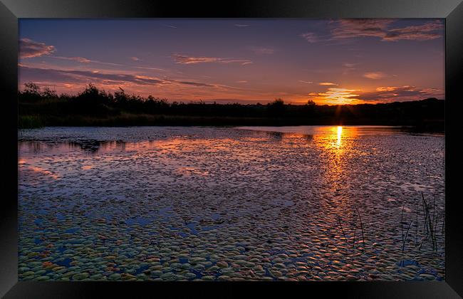 Sunrise over lily pond Framed Print by Orange FrameStudio