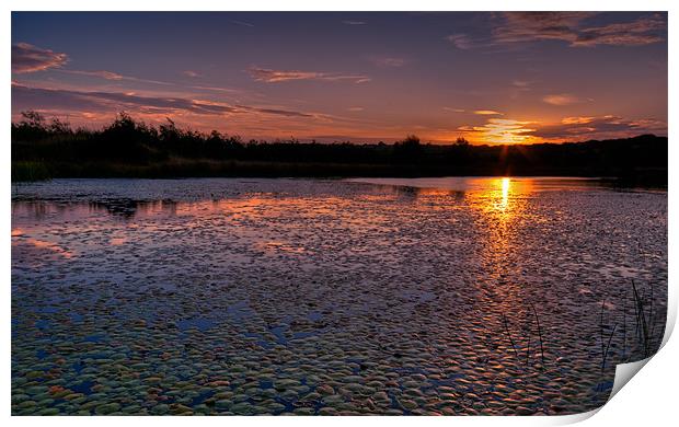Sunrise over lily pond Print by Orange FrameStudio