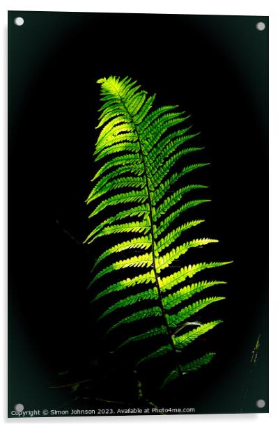 Plant leaves Acrylic by Simon Johnson