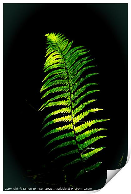 Plant leaves Print by Simon Johnson