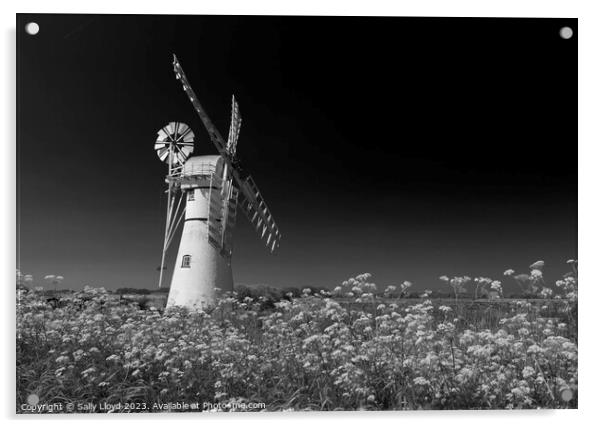 Thurne Mill with Cow Parsley in Black and White Acrylic by Sally Lloyd