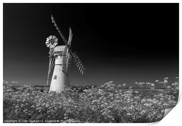 Thurne Mill with Cow Parsley in Black and White Print by Sally Lloyd