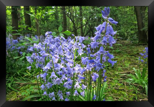 English Wild Flowers - Bluebells Framed Print by Jim Jones