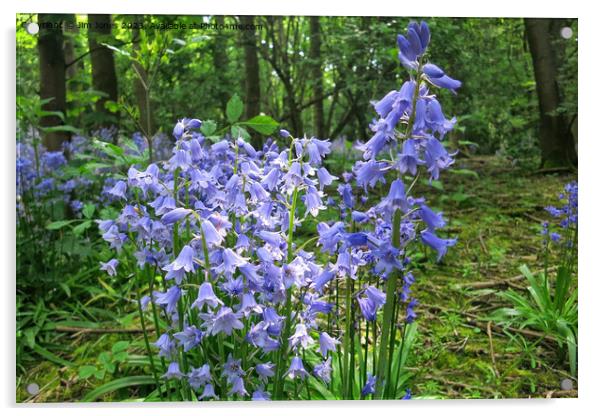 English Wild Flowers - Bluebells Acrylic by Jim Jones