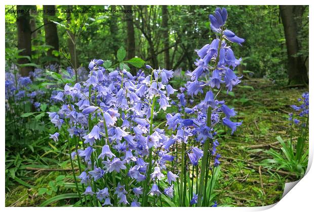 English Wild Flowers - Bluebells Print by Jim Jones