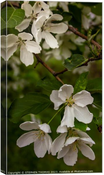 White Crabapple Blossoms Canvas Print by STEPHEN THOMAS