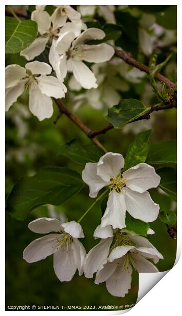 White Crabapple Blossoms Print by STEPHEN THOMAS