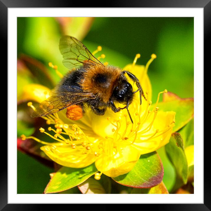 Golden Bee Filled with Pollen Framed Mounted Print by kathy white