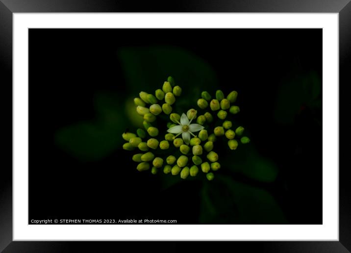The Star of The Show - Red osier dogwood Framed Mounted Print by STEPHEN THOMAS