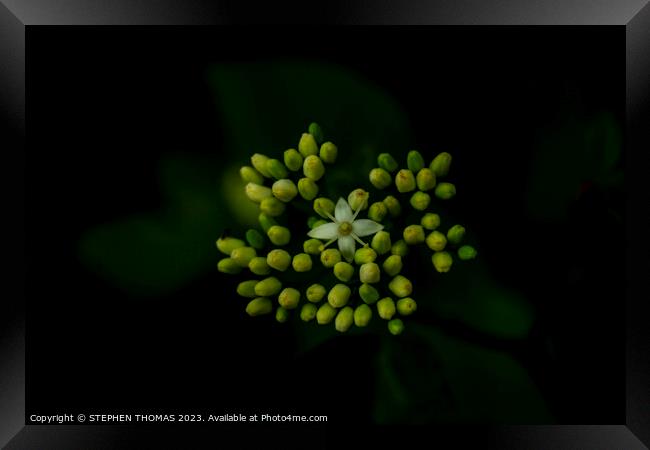 The Star of The Show - Red osier dogwood Framed Print by STEPHEN THOMAS