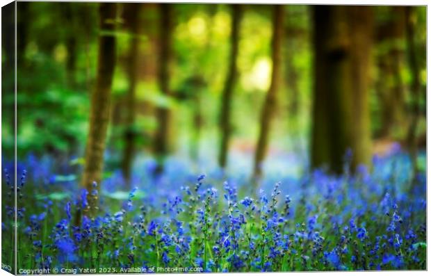Bluebell Woods  Canvas Print by Craig Yates