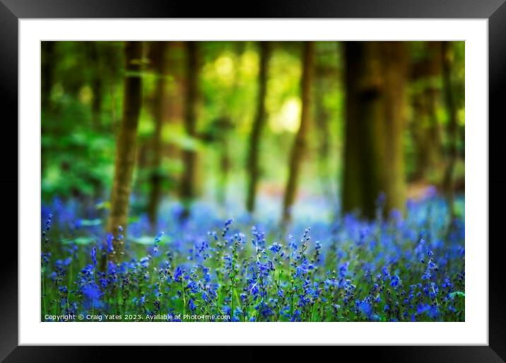 Bluebell Woods  Framed Mounted Print by Craig Yates