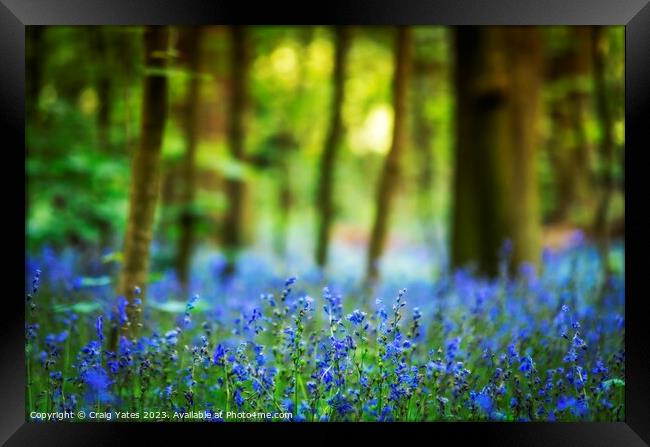 Bluebell Woods  Framed Print by Craig Yates