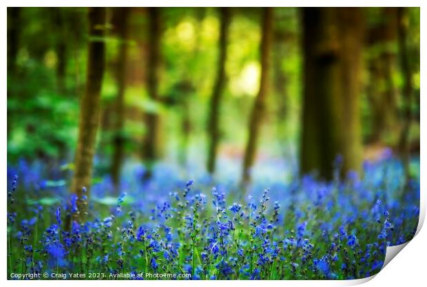 Bluebell Woods  Print by Craig Yates