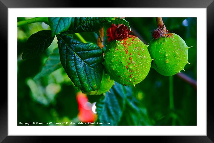 Autumn Conkers Framed Mounted Print by Caroline Williams