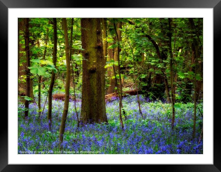 Bluebell Woods  Framed Mounted Print by Craig Yates