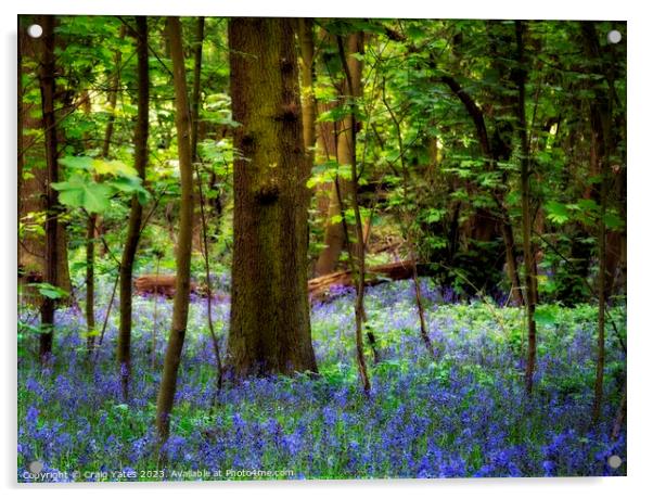 Bluebell Woods  Acrylic by Craig Yates