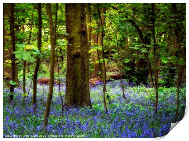 Bluebell Woods  Print by Craig Yates
