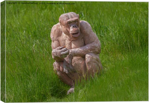 Hairless Chimpanzee Sitting In The Grass Canvas Print by rawshutterbug 