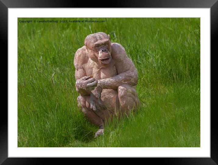 Hairless Chimpanzee Sitting In The Grass Framed Mounted Print by rawshutterbug 