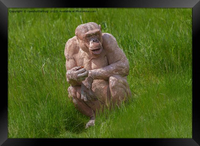 Hairless Chimpanzee Sitting In The Grass Framed Print by rawshutterbug 