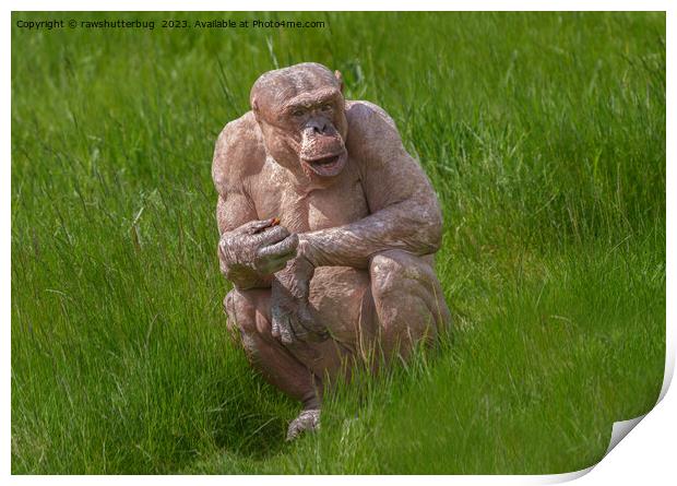 Hairless Chimpanzee Sitting In The Grass Print by rawshutterbug 