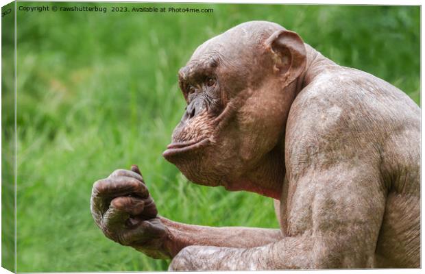 Hairless Chimpanzee Close-Up Canvas Print by rawshutterbug 