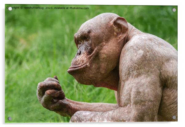 Hairless Chimpanzee Close-Up Acrylic by rawshutterbug 