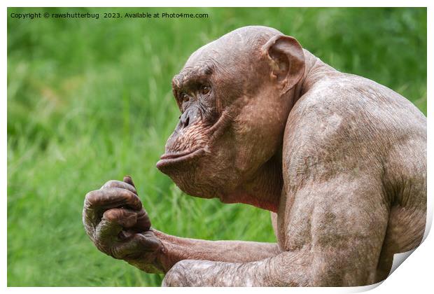 Hairless Chimpanzee Close-Up Print by rawshutterbug 