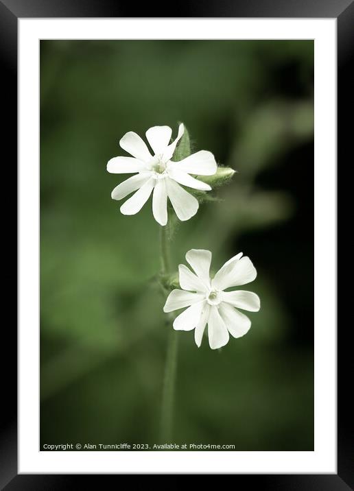 A close up of a white campion Framed Mounted Print by Alan Tunnicliffe