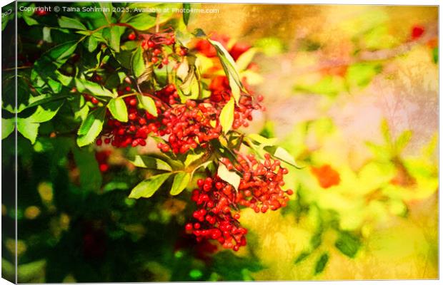 Red Berries in Sunlight 2 Canvas Print by Taina Sohlman