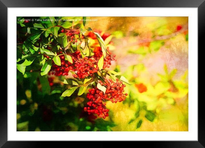Red Berries in Sunlight 2 Framed Mounted Print by Taina Sohlman