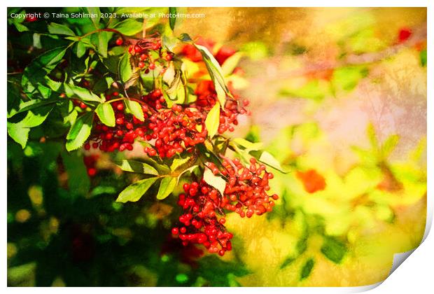 Red Berries in Sunlight 2 Print by Taina Sohlman