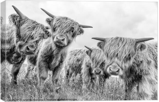Highland cattle Canvas Print by Janet Burdon