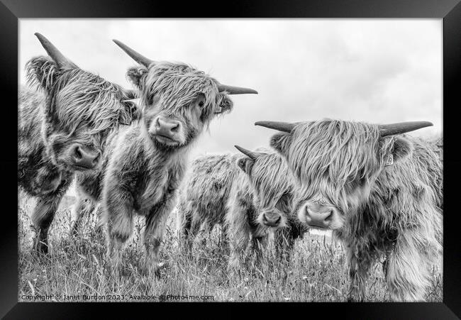 Highland cattle Framed Print by Janet Burdon