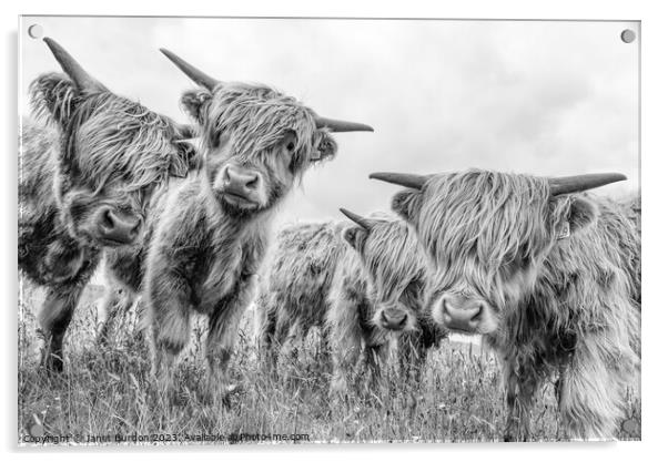 Highland cattle Acrylic by Janet Burdon