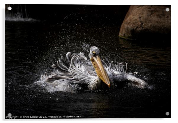 Valencian Pelican Acrylic by Chris Laidler