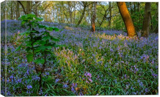 Dawn in the Bluebell woods. Canvas Print by Bill Allsopp