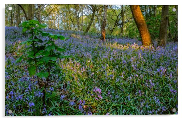 Dawn in the Bluebell woods. Acrylic by Bill Allsopp