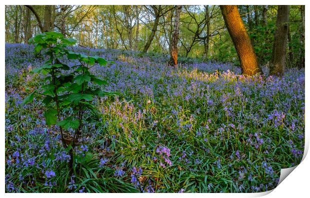 Dawn in the Bluebell woods. Print by Bill Allsopp