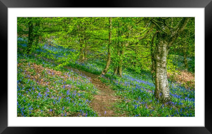 Into the Bluebell Woods. Framed Mounted Print by Bill Allsopp